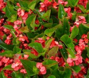 Begonia hyb Megawatt Red, Green Leaf 1